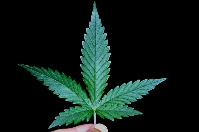 Full Spectrum Hemp Oil