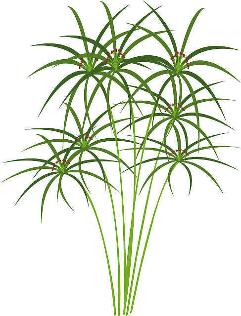 Full Spectrum Hemp Oil