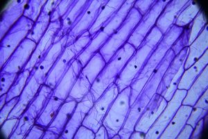 GLP-1 Drugs: Comprehensive Education for Healthcare Professionals and Patients