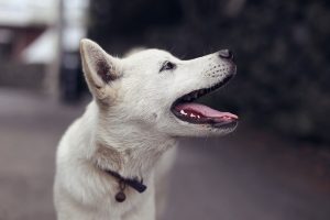 Safety-Certified Heated Dog Houses: Ensuring Comfort with Peace of Mind