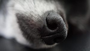 Weatherproofing Your Space: Heated Dog House Innovation & Beyond