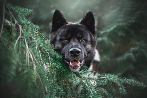 Revolutionize Winter Warmth: Energy-Efficient Heating Solutions Beyond Heated Dog Houses