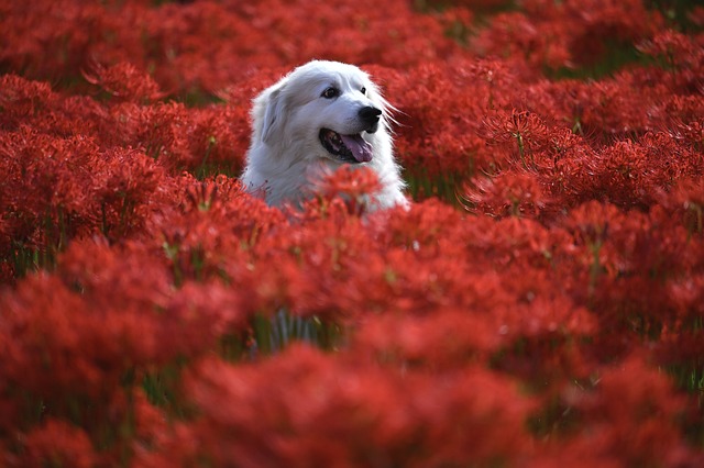 heated dog house