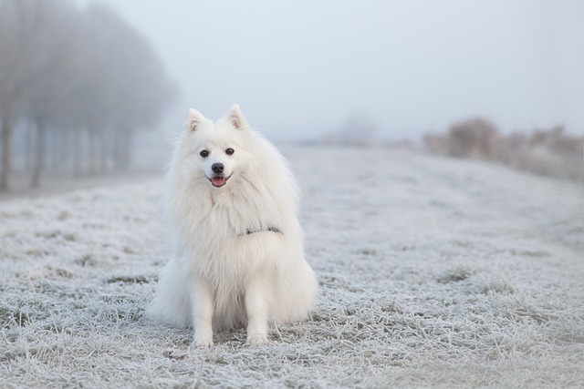heated dog house