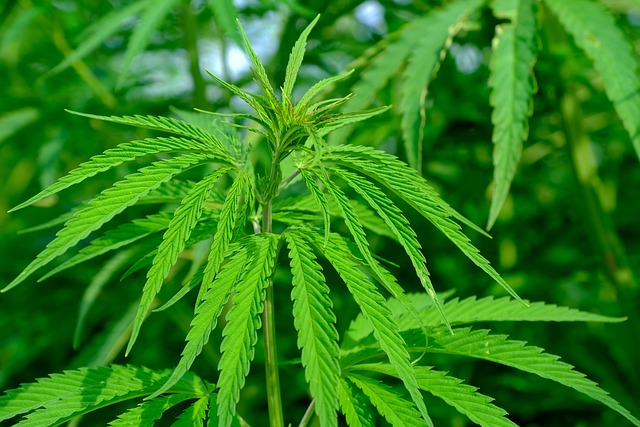 Hemp Terpenes for Sale