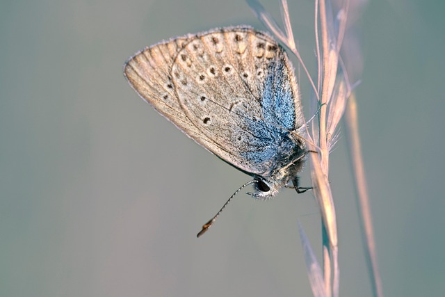 insect control services