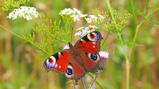 insect control services