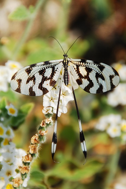 insect control services