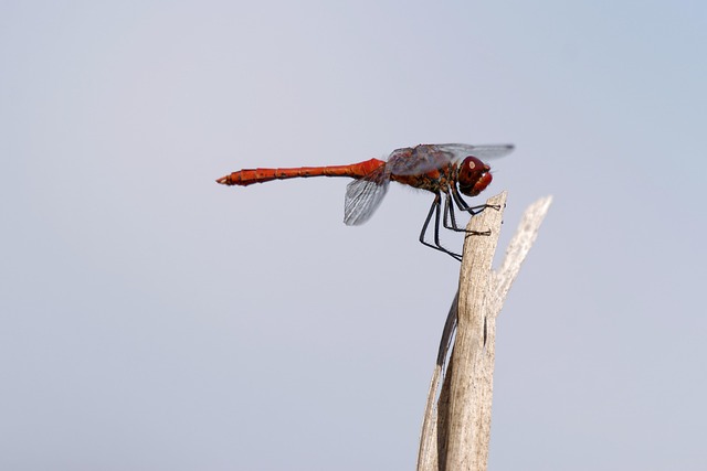 insect control services