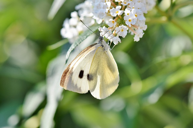 insect control services