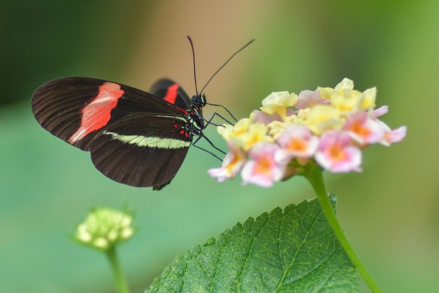 insect control services