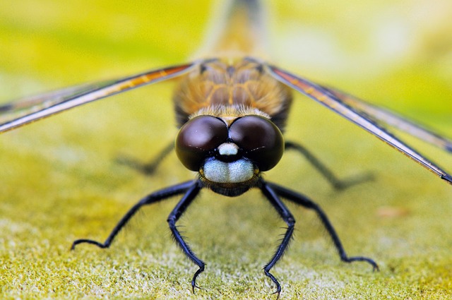 insect control services