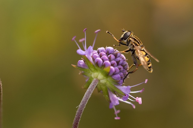 insect control services