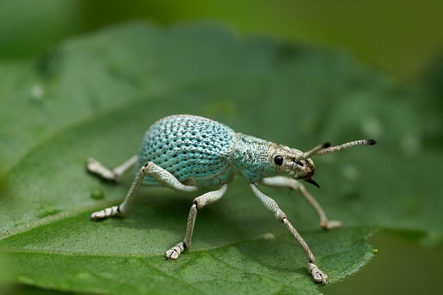 insect control services