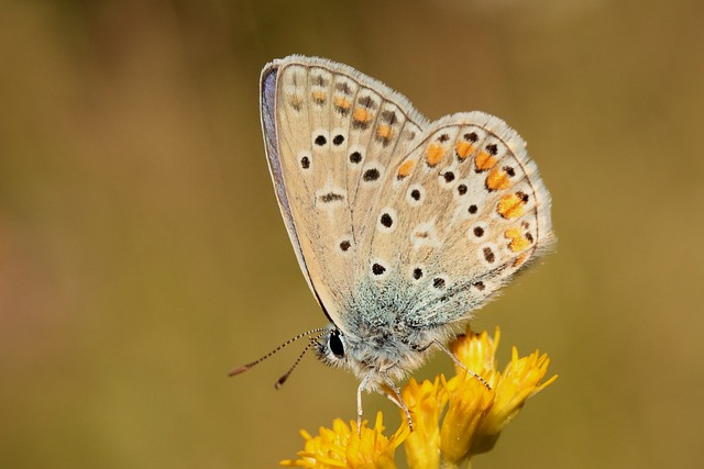insect control services