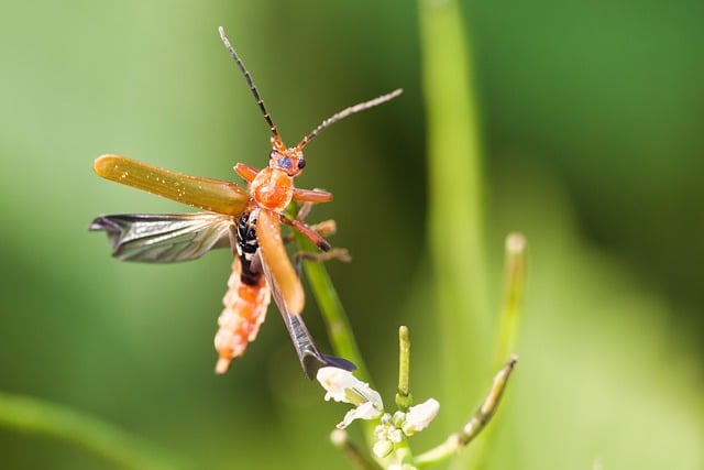 insect control services