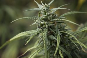 KO Blend THC Disposables: Unlocking Discreet Vapor’s Growing Trend