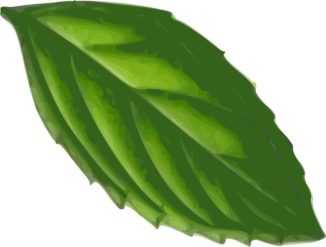 Mint Flavored CBD Tincture