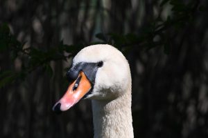 Morpheus8 Neck Tightening: Define Your Jawline, Revitalize Your Neck