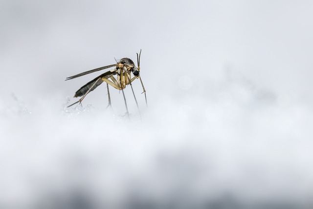 mosquito and tick control