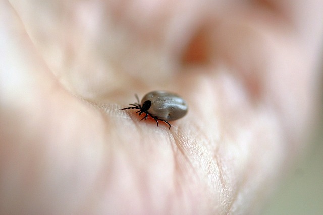 mosquito and tick control