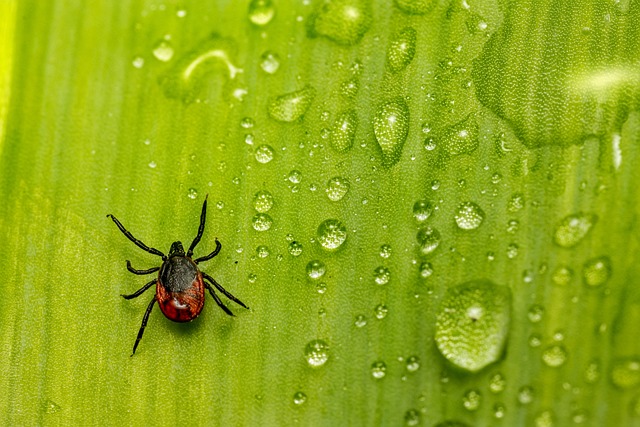 mosquito and tick control