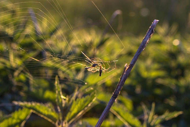 mosquito and tick control