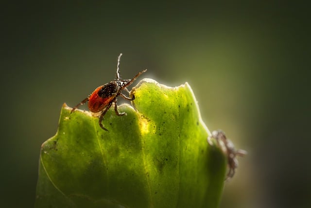 mosquito and tick control