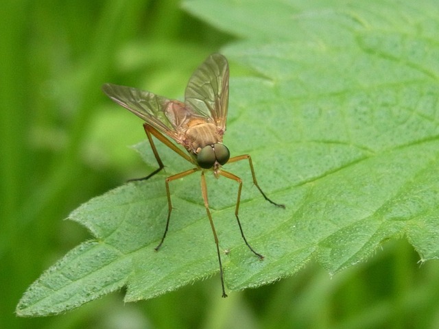 mosquito and tick control