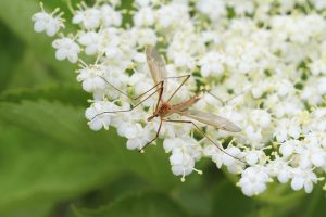 mosquito-and-tick-control-640x480-97453694.jpeg