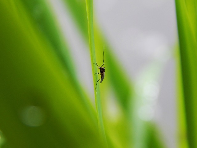 Mosquito Control