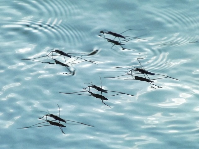 Mosquito Control