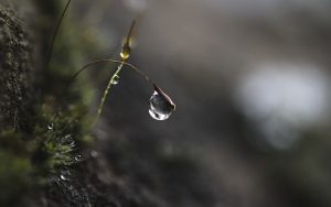 Unleash Mental Clarity: Explore Mushroom Gummies for Enhanced Focus