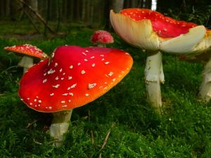 Mushroom Gummies & Diet: Holistic Approach to Digestive Health