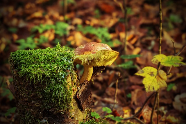 Mushroom Gummies for Focus