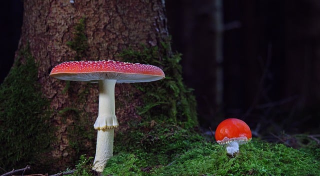 Mushroom Gummies for Focus