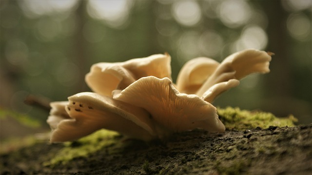 Mushroom Gummies for Focus