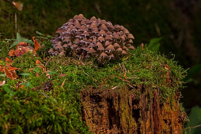 Mushroom Gummies for Focus