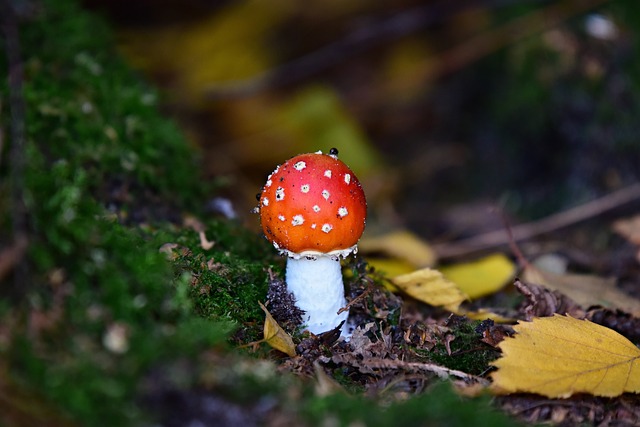 Mushroom Gummies for Focus