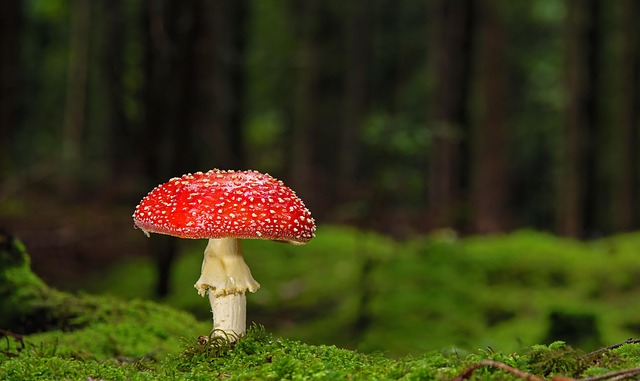 Mushroom Gummies for Focus