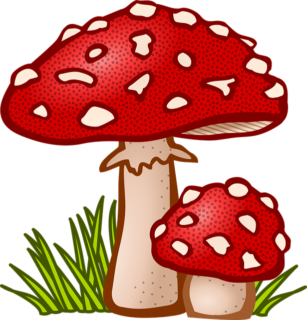 Mushroom Gummies for Focus