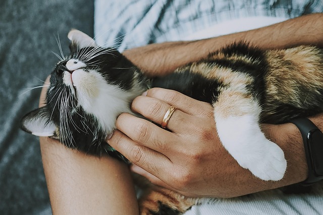 online pet marketplace