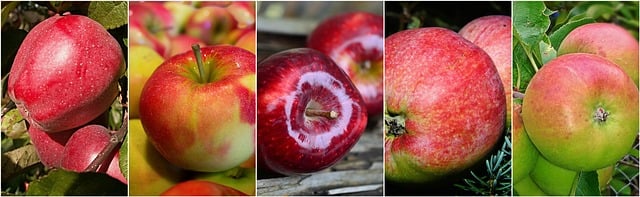 Ozempic for weight loss