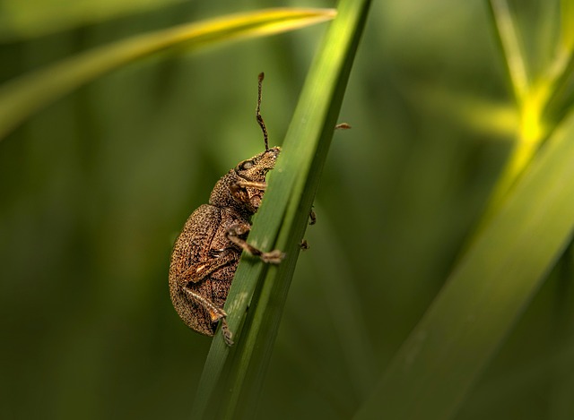 pest exterminator