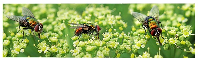 pest exterminator