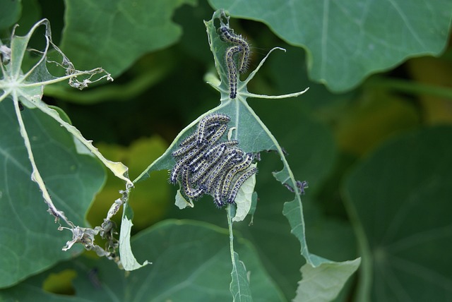 pest exterminator