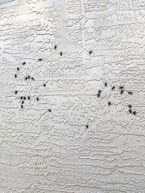 pest exterminator
