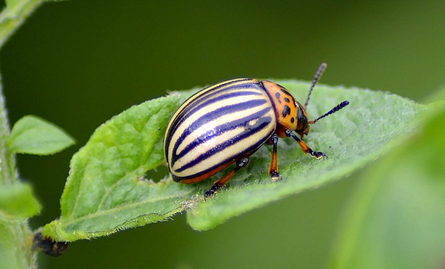 pest exterminator