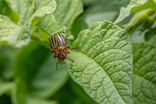 pest exterminator