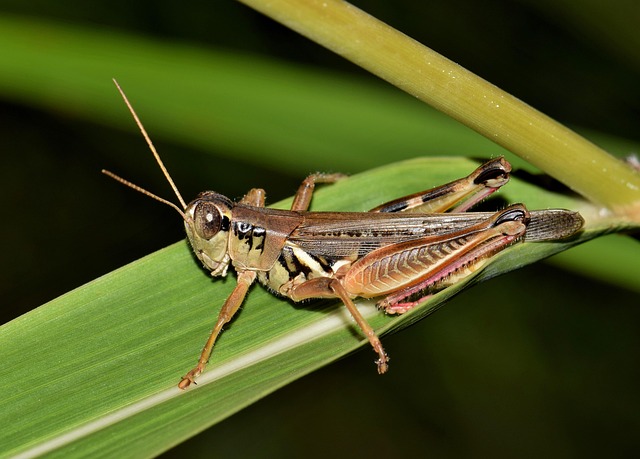 pest exterminator